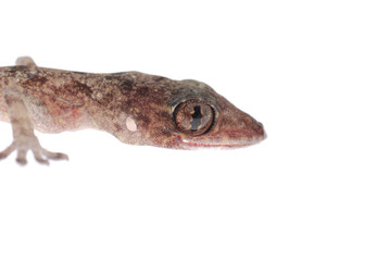 gecko babe head isolated