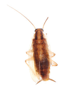 german cockroach isolated