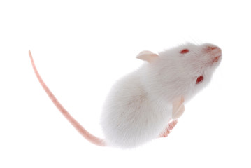 white rat