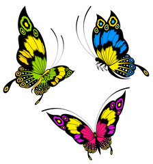 Fototapeta na wymiar Tropical butterfly. Vector illustration