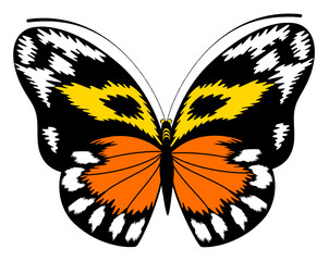 Tropical  butterfly. Vector illustration