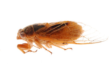 yellow cicada