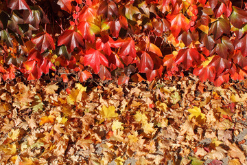colorful fall foliage