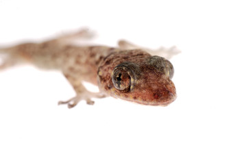 gecko isolated