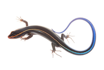 blue tail skink lizard