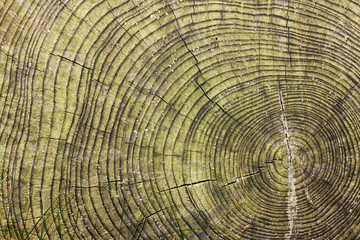 Anual rings in a tree trunk