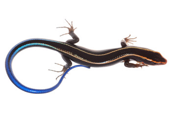 blue tail skink lizard