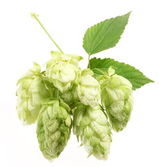 branch of hops on a white background