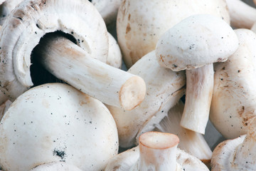 Mushrooms