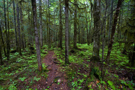 Fototapeta Morning in the ancient coniferous forest