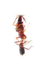 ant mimic spider myrmarachne