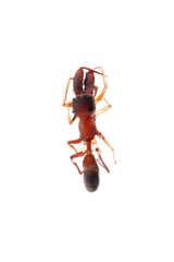 ant mimic spider myrmarachne