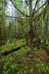 Fototapeta premium Morning in the ancient coniferous forest