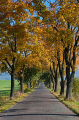 Naklejka premium Trees at the Road