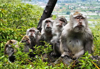 Monkey family
