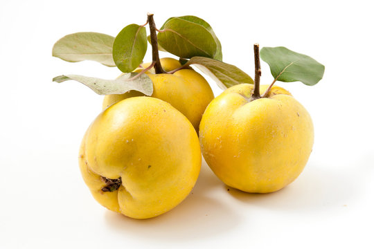 Fresh yellow quinces