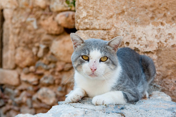 Greek stray cat