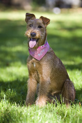 Irish Terrier welpe
