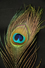 Naklejka premium Peacock feather