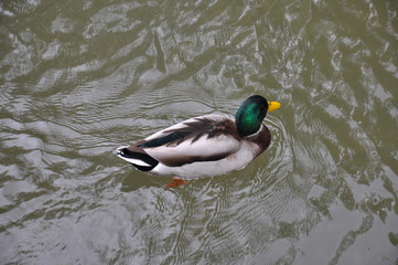Ente