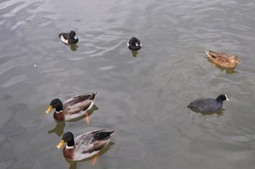 Enten