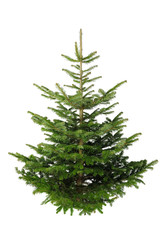 Fototapeta premium Christbaum ohne Schmuck auf weiß