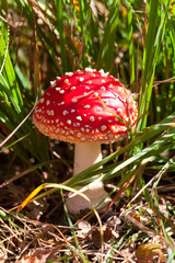Toadstool (fly amanita) mushroom in the grass