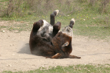 Donkey cleaning his coat