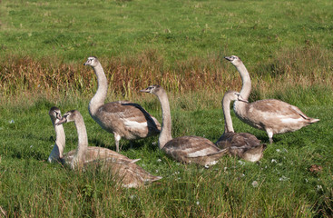 Yearling cygnets on  river bank