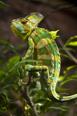 Chameleon