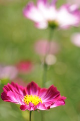 Fototapeta premium コスモス