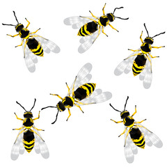 wasp