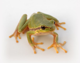Tree Frog