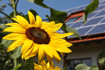 Sunflower, house with solar