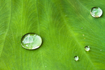 drop on leaf