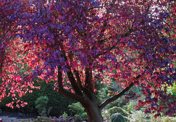 Autumn sunlight on a Purple Beech Tree