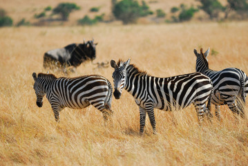 Zebras herd