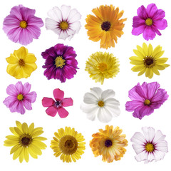 Fototapeta premium Herbstblumen - bunte Mischung
