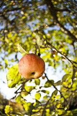 apfel hängt am baum, okt 2010