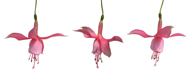 trio fleurs de fuchsia © hcast