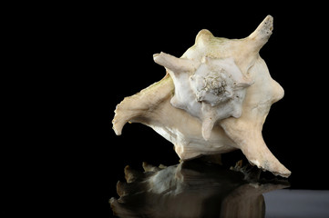 big mollusc isolate on black