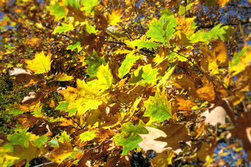 Herbst