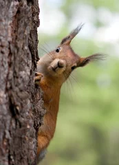 Tuinposter The squirrel looks out because of a tree trunk © Yuliya Kravchenko