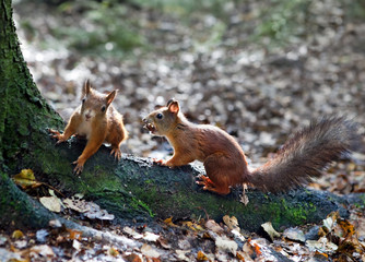 Two squirrels sit on tree roots