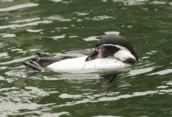 Magellan penguin of the antarctic regions