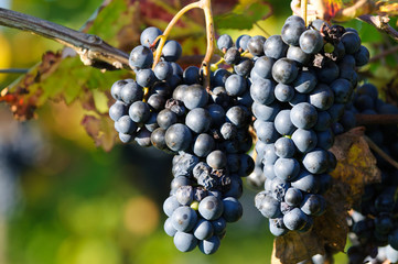 Grapes