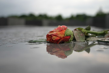 Rose in Wasser