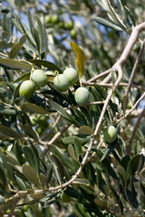 Olive Branch