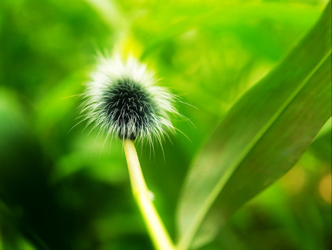 Giant shaggy caterpillar.