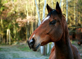 Obraz premium Main Hope